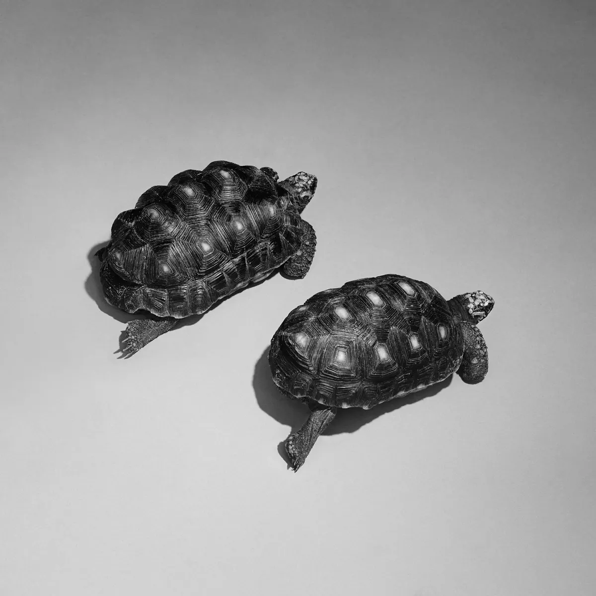 Sam Smith - Love Is A Stillness - Single (2025) [iTunes Plus AAC M4A]-新房子