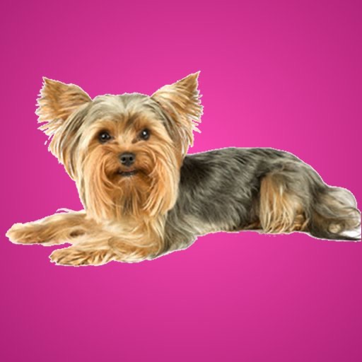 Yorkshire Terrier Kwik QuiZ icon