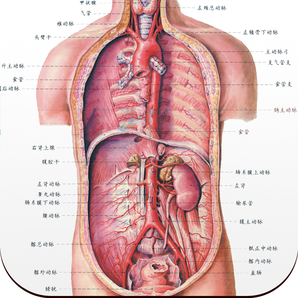 人体解剖图 --高清全彩医学专业典籍