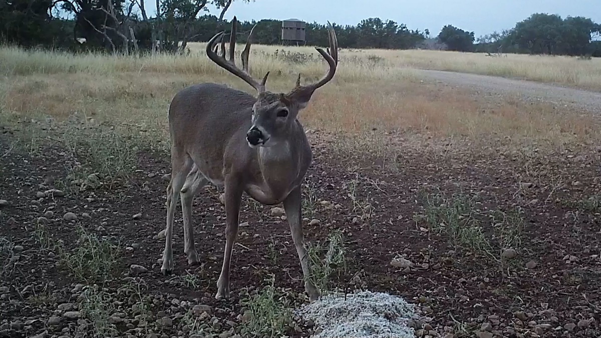‎Father and Son Time on Highveld Part 2 - Tecomate Whitetail Nation ...