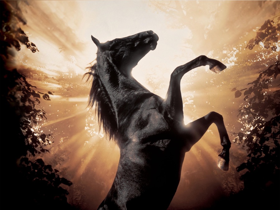 Black Beauty - Apple TV