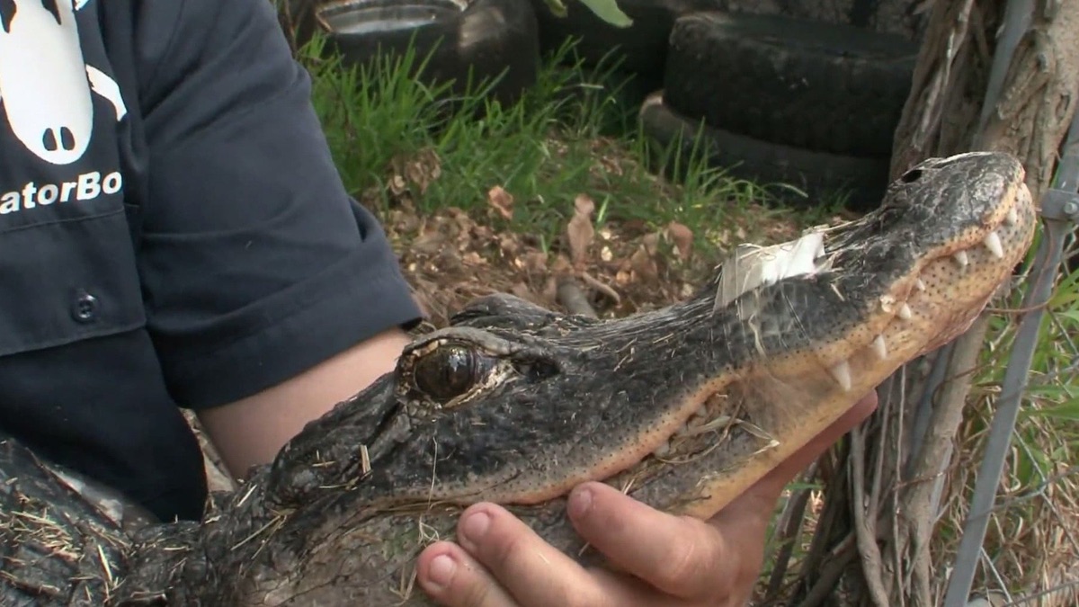 Alligator Rampage - Gator Boys (Season 1, Episode 1) - Apple TV