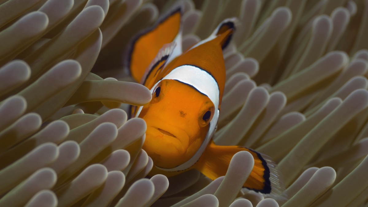 Fish - Life (Season 1, Episode 4) - Apple TV