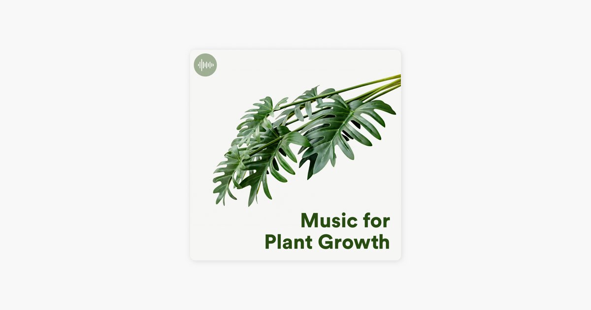 Music for Plant Growth  Ambient & Classical Music for Healthy Plants by  Klangspot Recordings - Apple Music