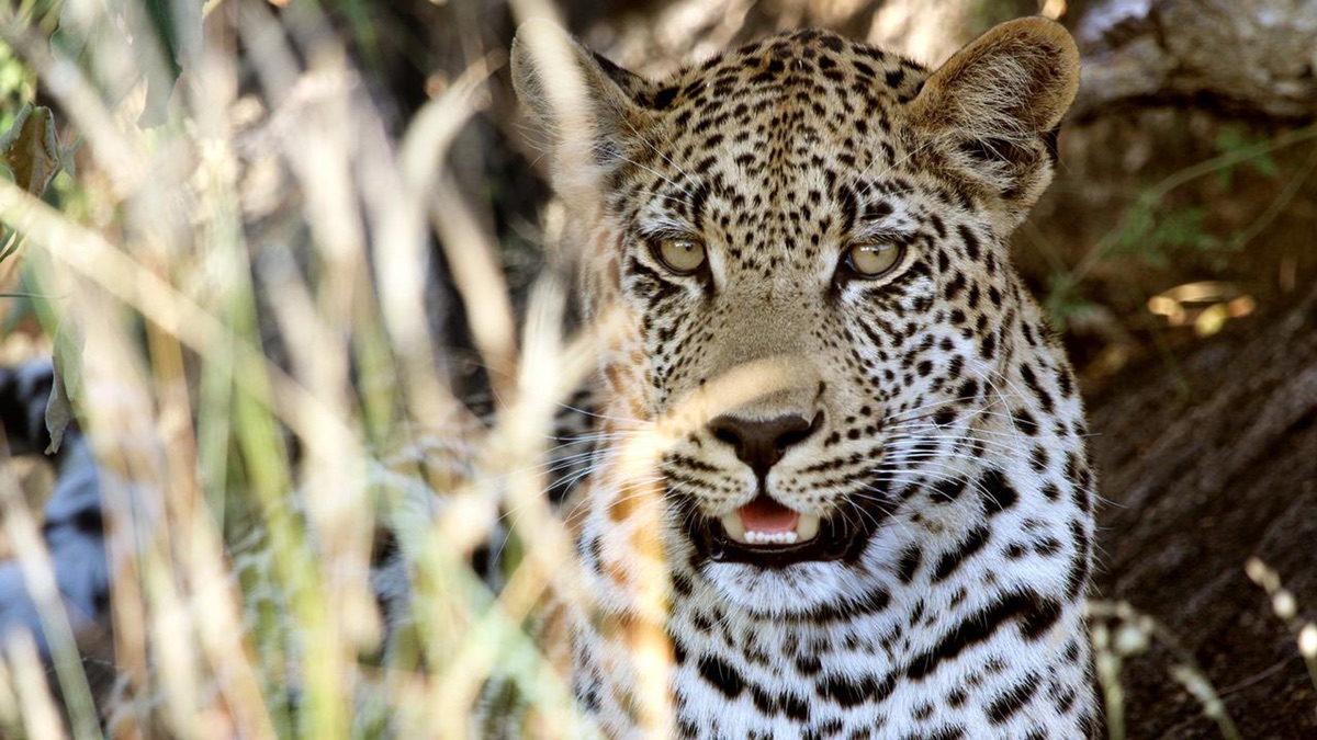 The Magic of the Leopard - Apple TV