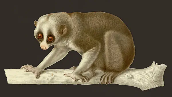 Dangerous Fauna