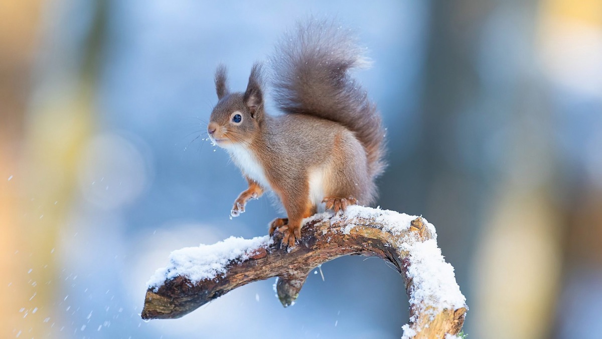 ‎Episode 2 - Winterwatch (Series 13, Episode 2) - Apple TV (UK)