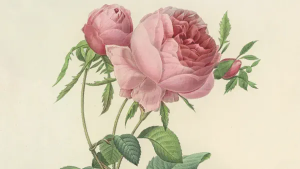 A Garden of Botanical Art