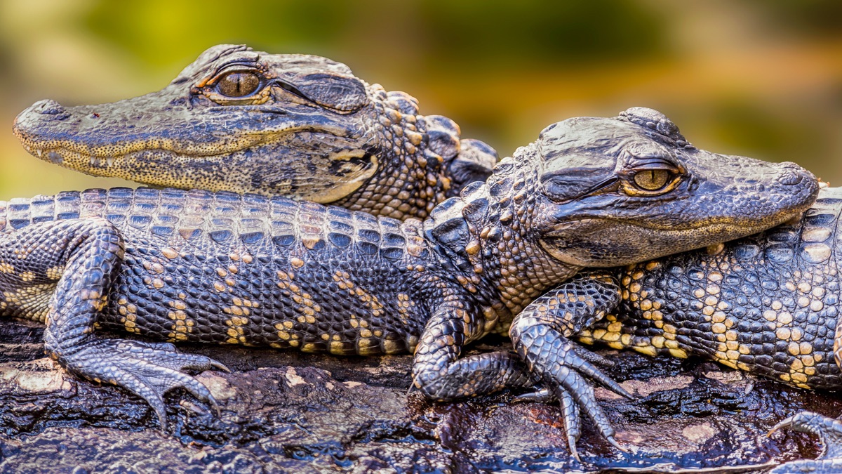 ‎Grumpy Gators - The Crocodile Hunter Diaries (Season 2, Episode 16 ...