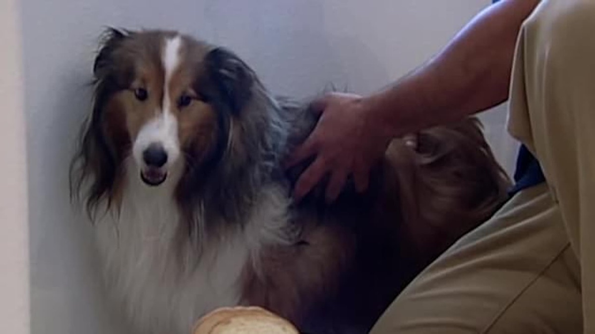 ‎Rana y Ruby - El Encantador de perros (temporada 1, episodio 3 ...