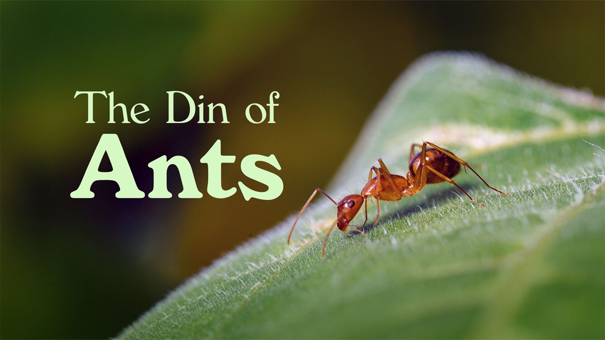 ‎The Din Of Ants - Apple TV