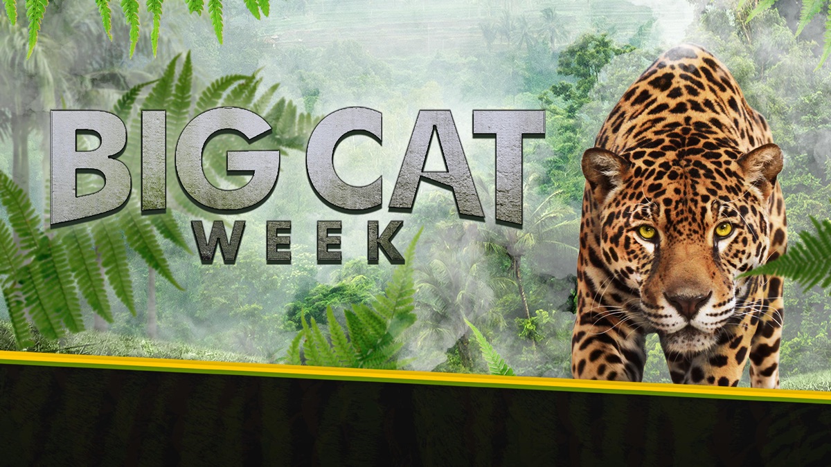 Big Cat Week Apple TV