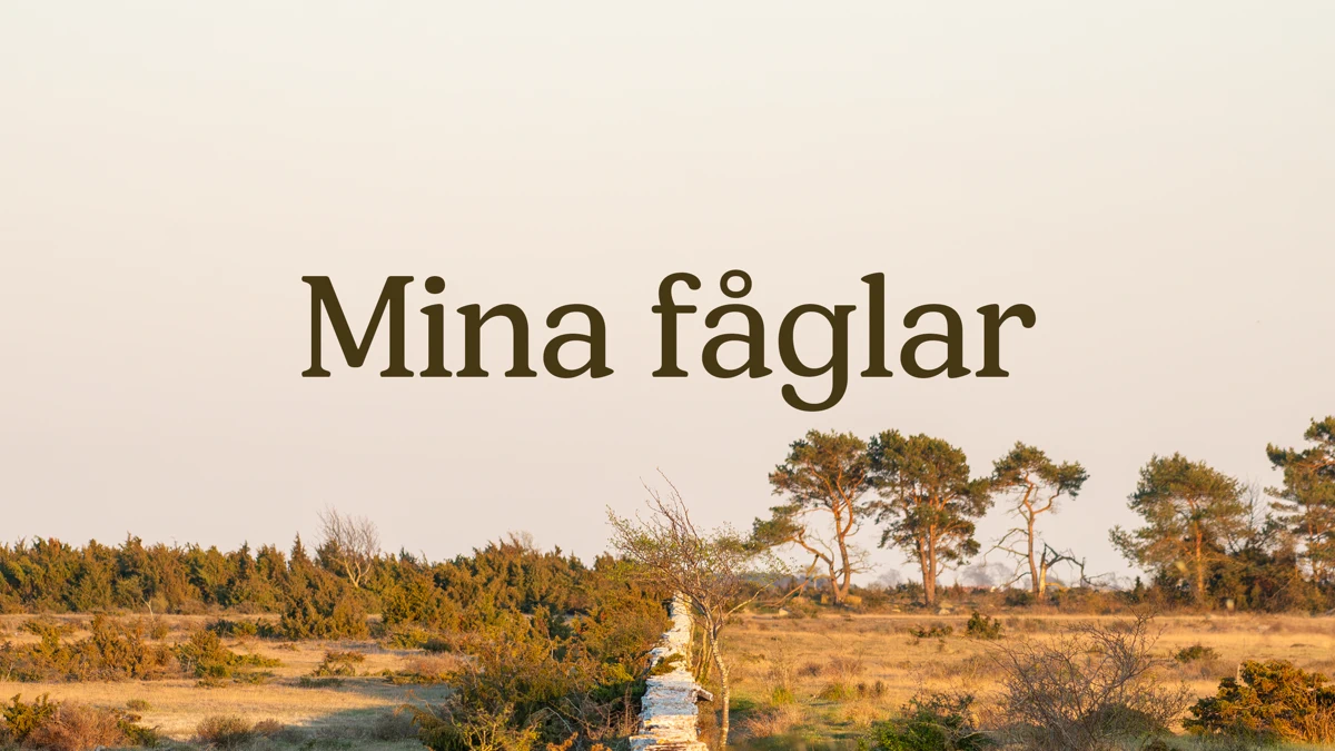 Mina fåglar App Store product page header