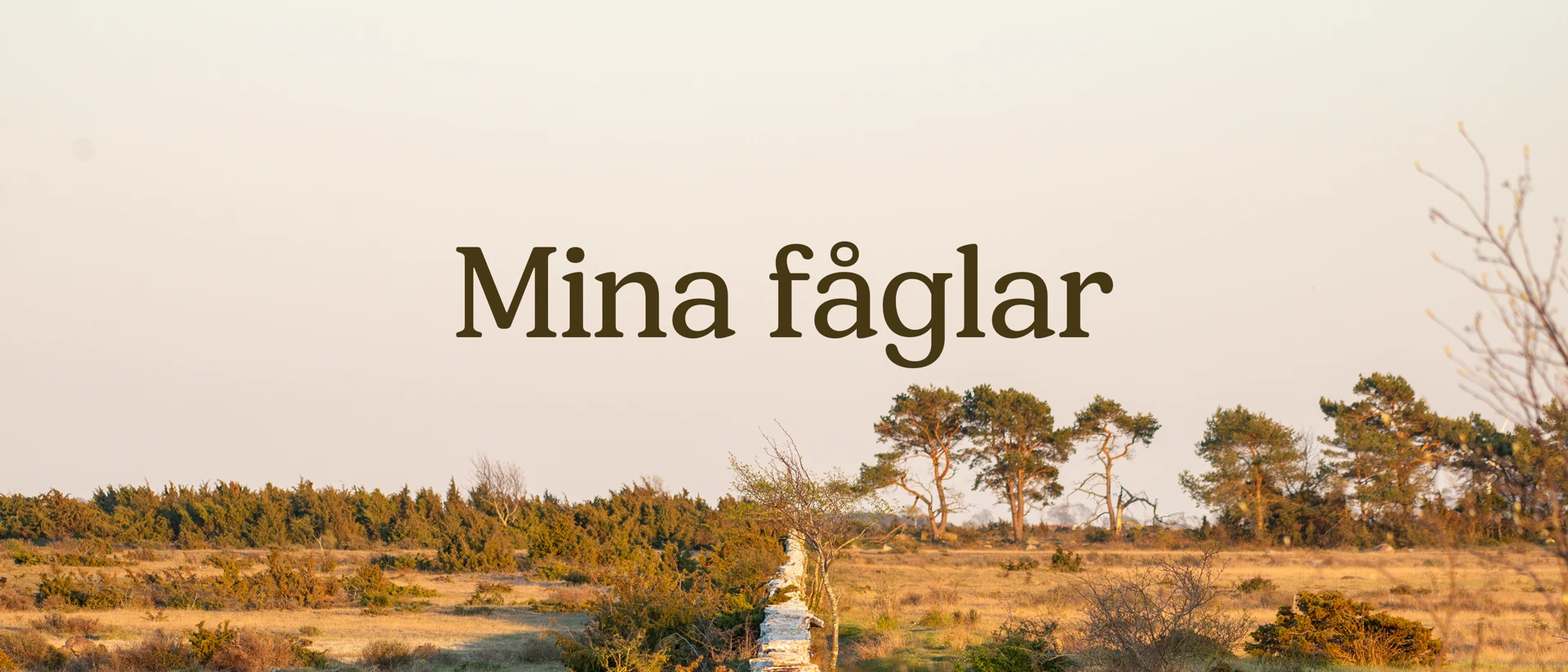 Mina fåglar product page header