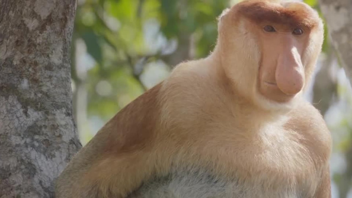 World's Weirdest Animal Faces - Apple TV