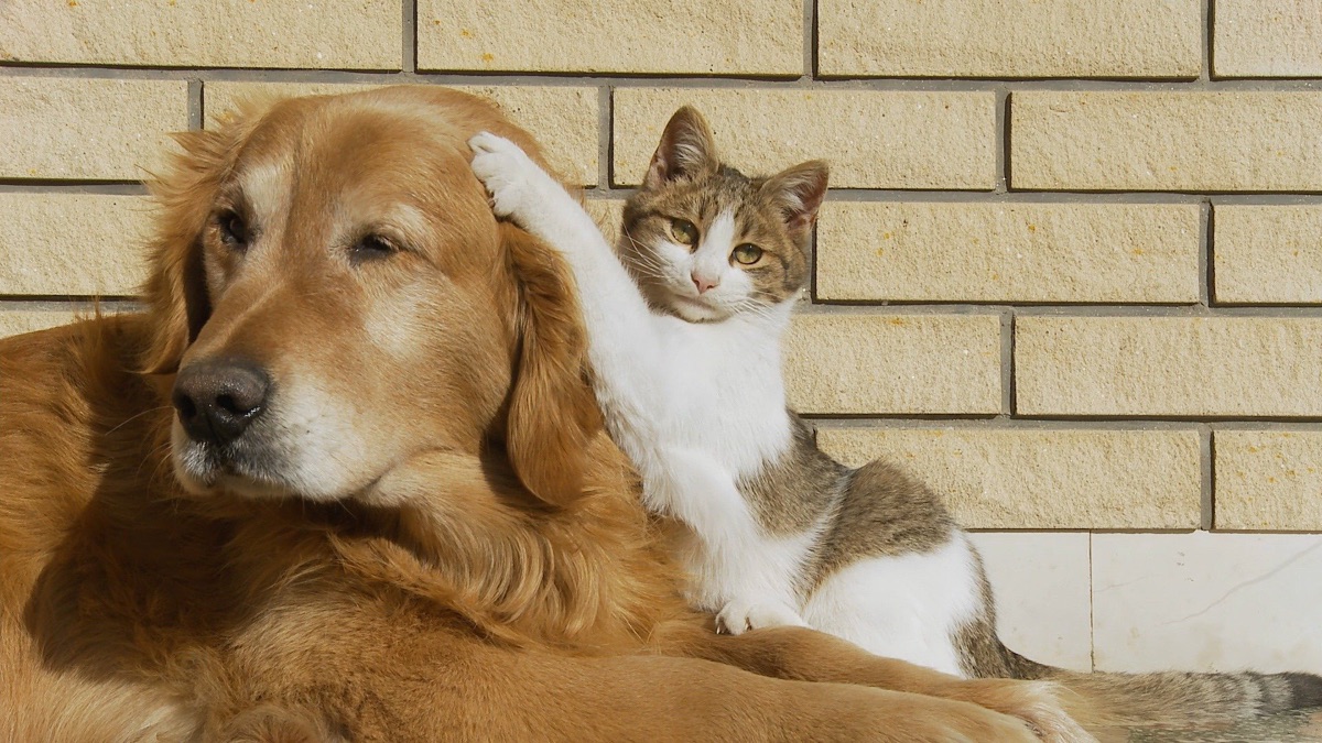 ‎Silly Pets 14 - Silly Pets (Series 1, Episode 14) - Apple TV (UK)