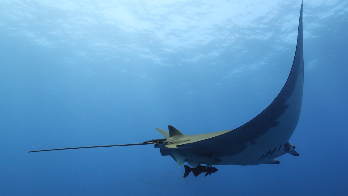 Mantarrayas: criaturas de otro planeta - Apple TV (ES)