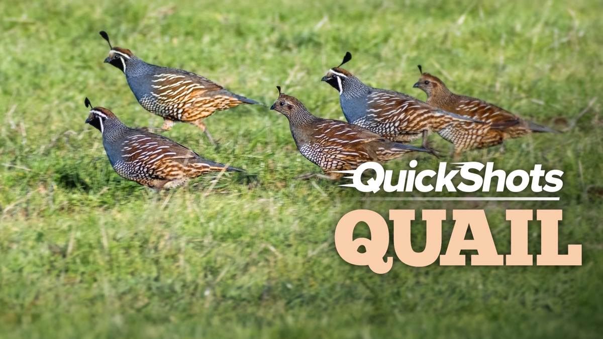 ‎Quick Shots: Quail - Apple TV