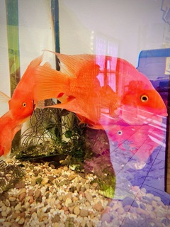 Chien & Li Dental Clinic