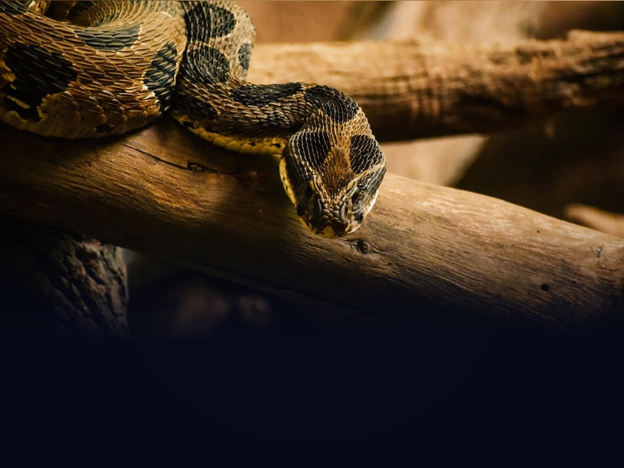 Extreme Snakes - Apple TV (SG)