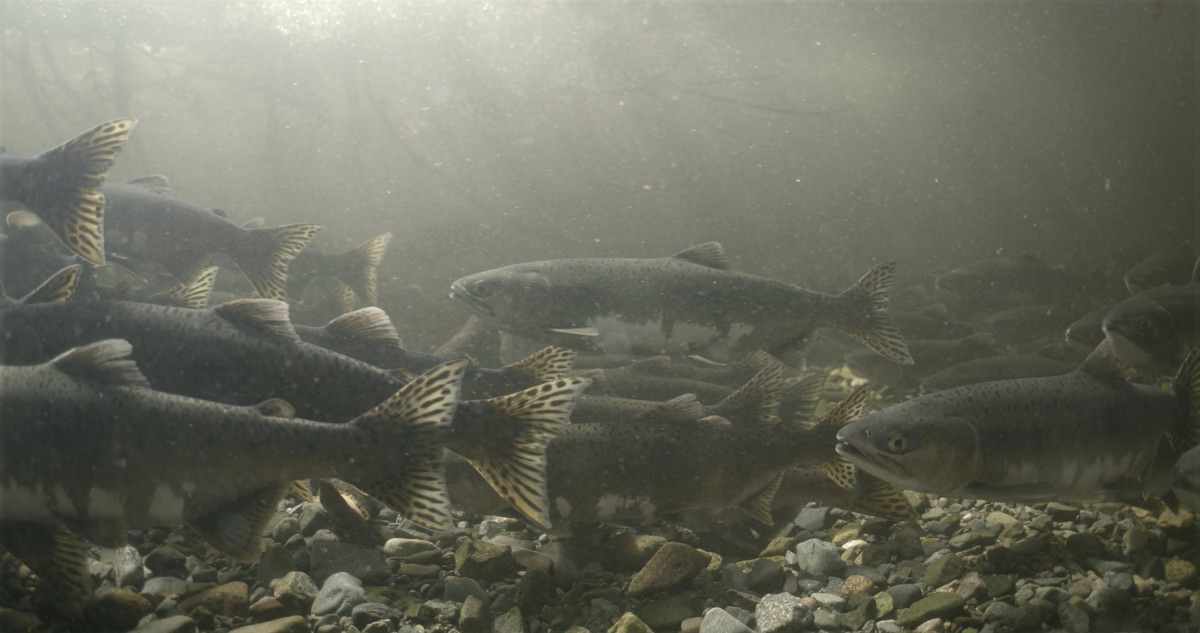‎Salmon – Animal Nation (Season 1, Episode 4) - Apple TV (CA)