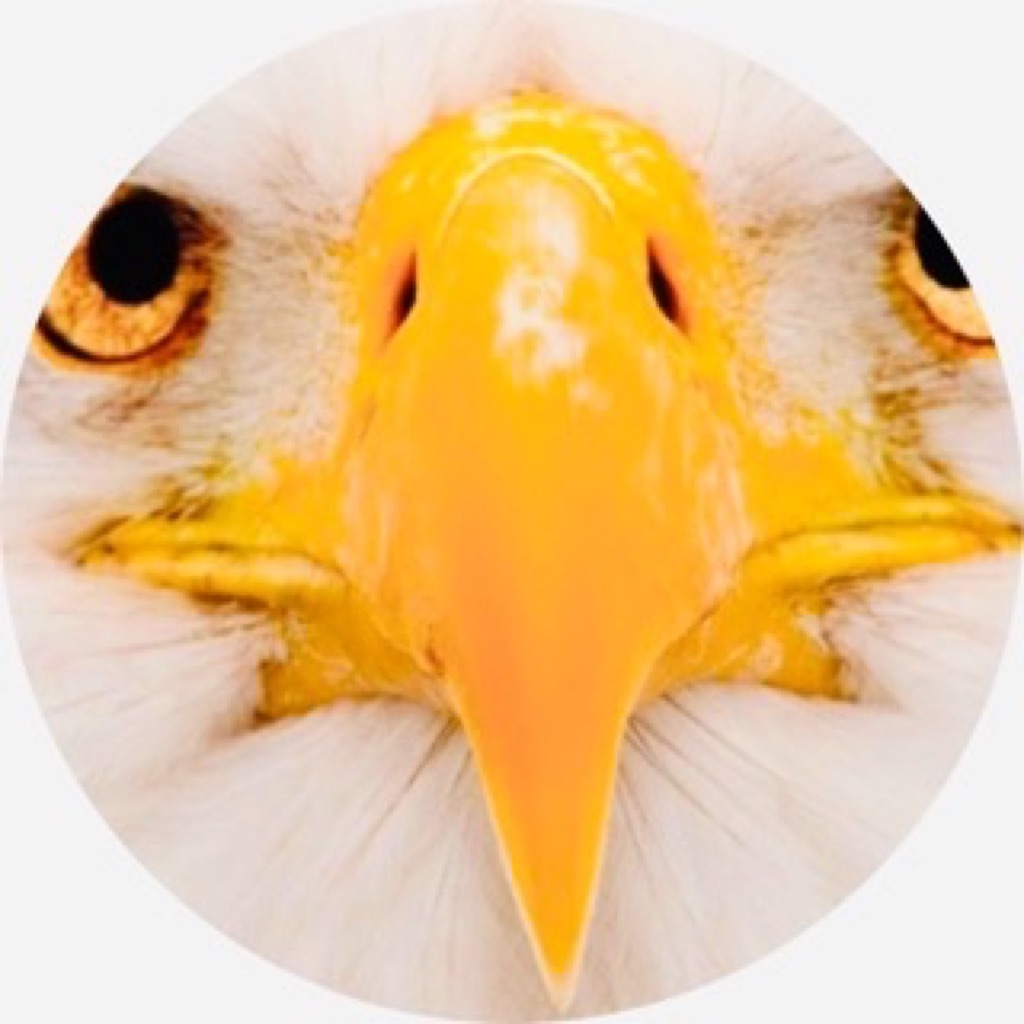 AppleMusic profile picture for @territories
