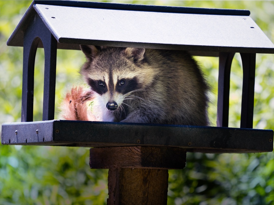 Raccoon The German Invasion - Apple TV (AU)
