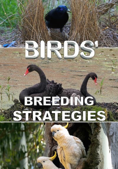 ‎Birds' Breeding Strategies - Apple TV