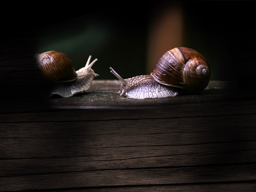 Secret World Of Mollusks - Apple TV (CA)