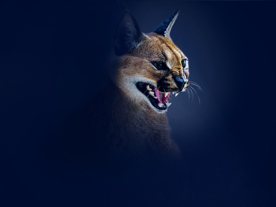 Shadow Cats - Apple TV (UK)