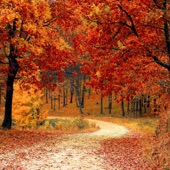 Cover art for Herbst Vibes 🍂 Autumn | Automne | Autunno | Cozy | Fall