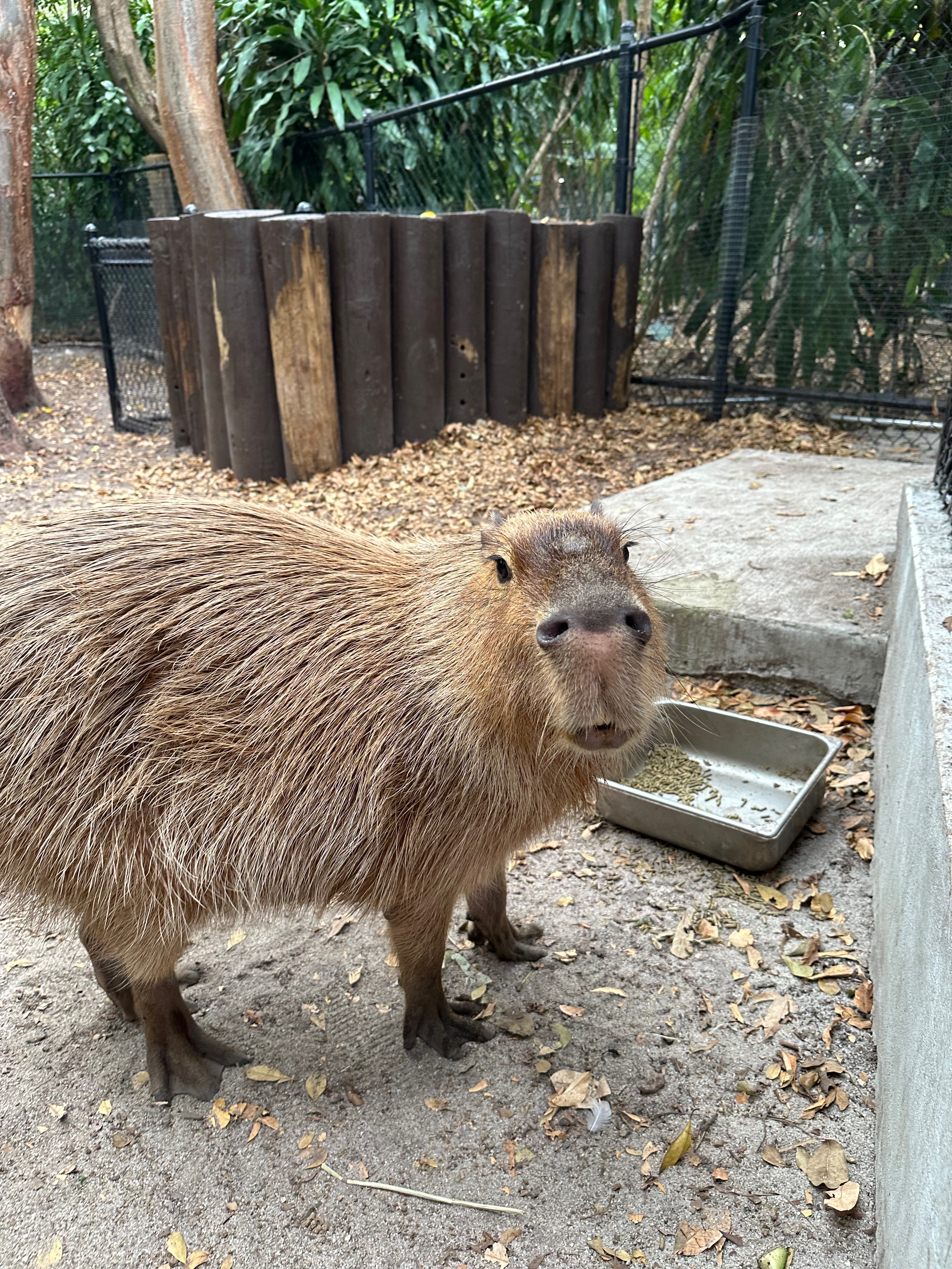 Capybara Encounter - Jungle Island