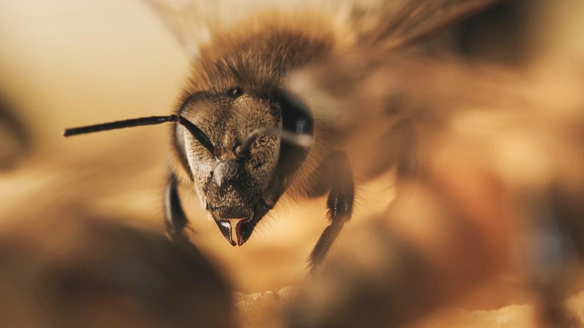 A Bee's Diary | Apple TV