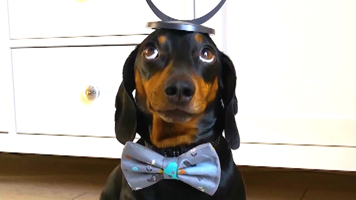 Episode 415 - World's Funniest Animals (Season 4, Episode 4) - Apple TV