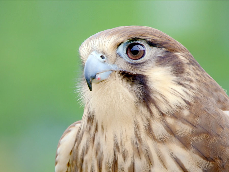 Wild Birds of Australia Apple TV (MX)