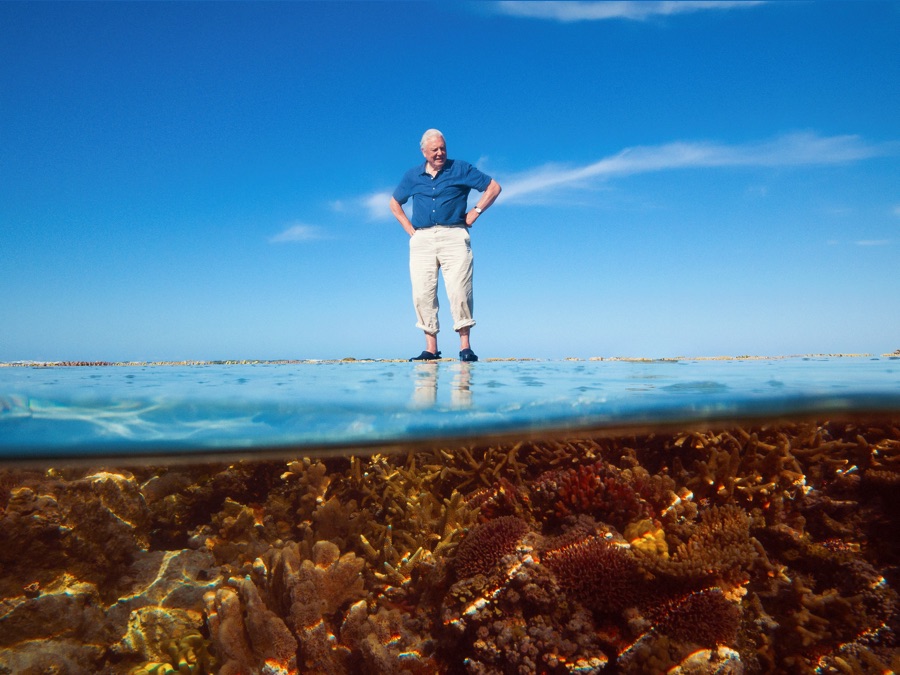 David Attenborough S Great Barrier Reef Apple Tv De
