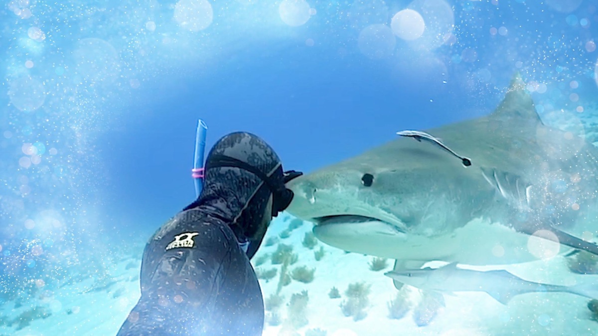 상어 공격 - G.O.A.T.(시즌 1, 에피소드 8) - Apple TV (KR), image size:1200x675