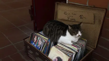 Cat Me If u Can iPhone screenshot 7