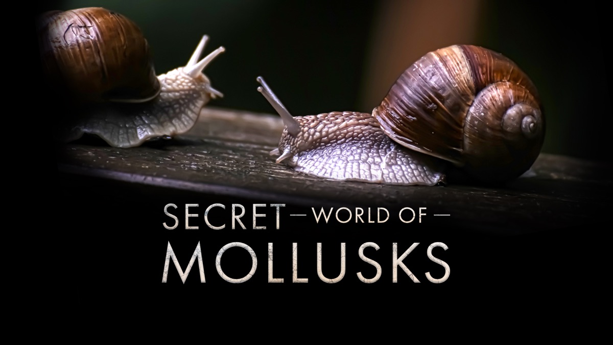 ‎Secret World of Mollusks - Apple TV