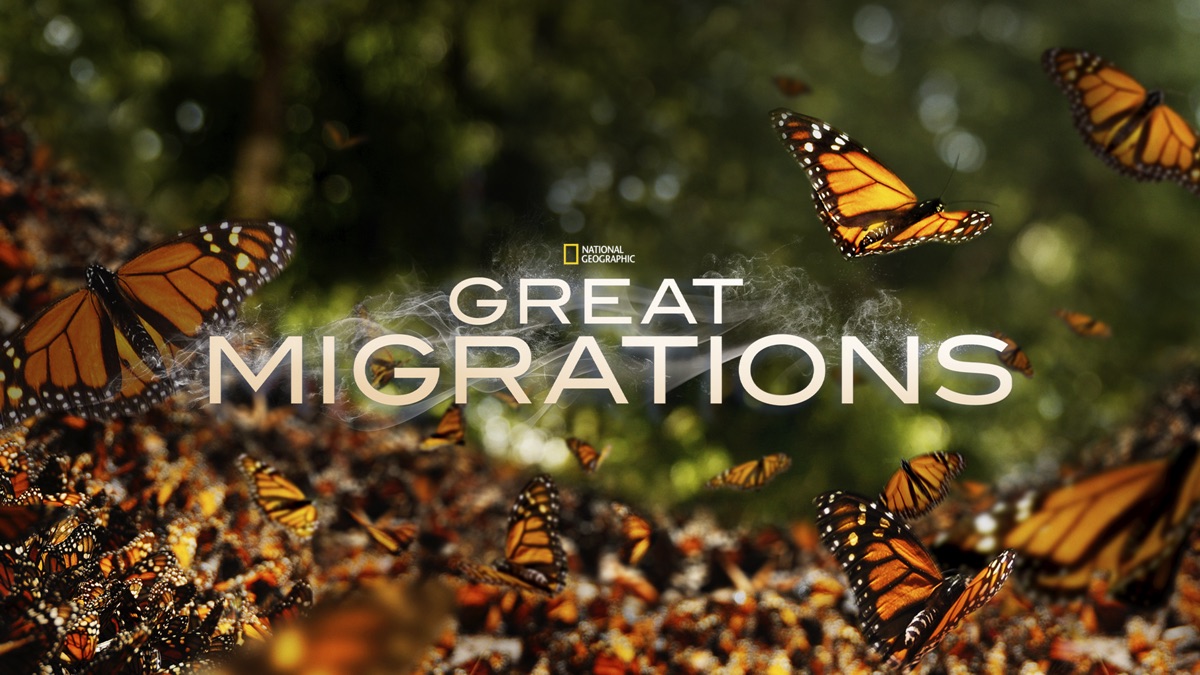 Great Migrations: Rhythm of Life [DVD] [Import] 【公式通販】