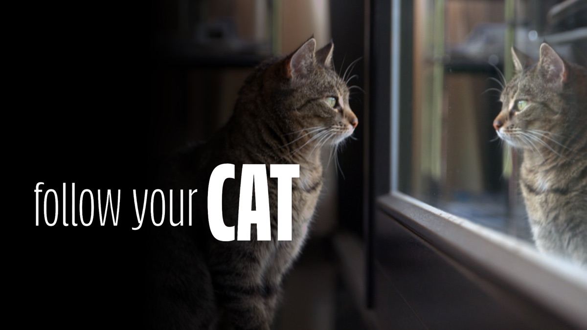 ‎Follow Your Cat - Apple TV