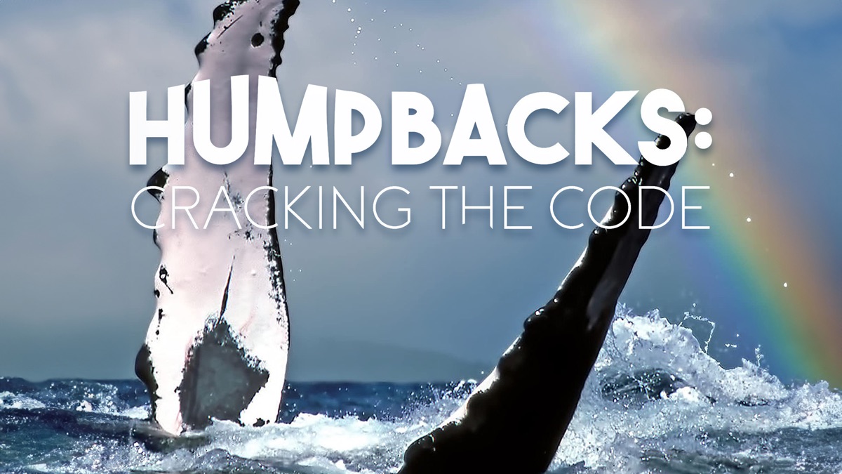 ‎Humpbacks: Cracking the Code - Apple TV