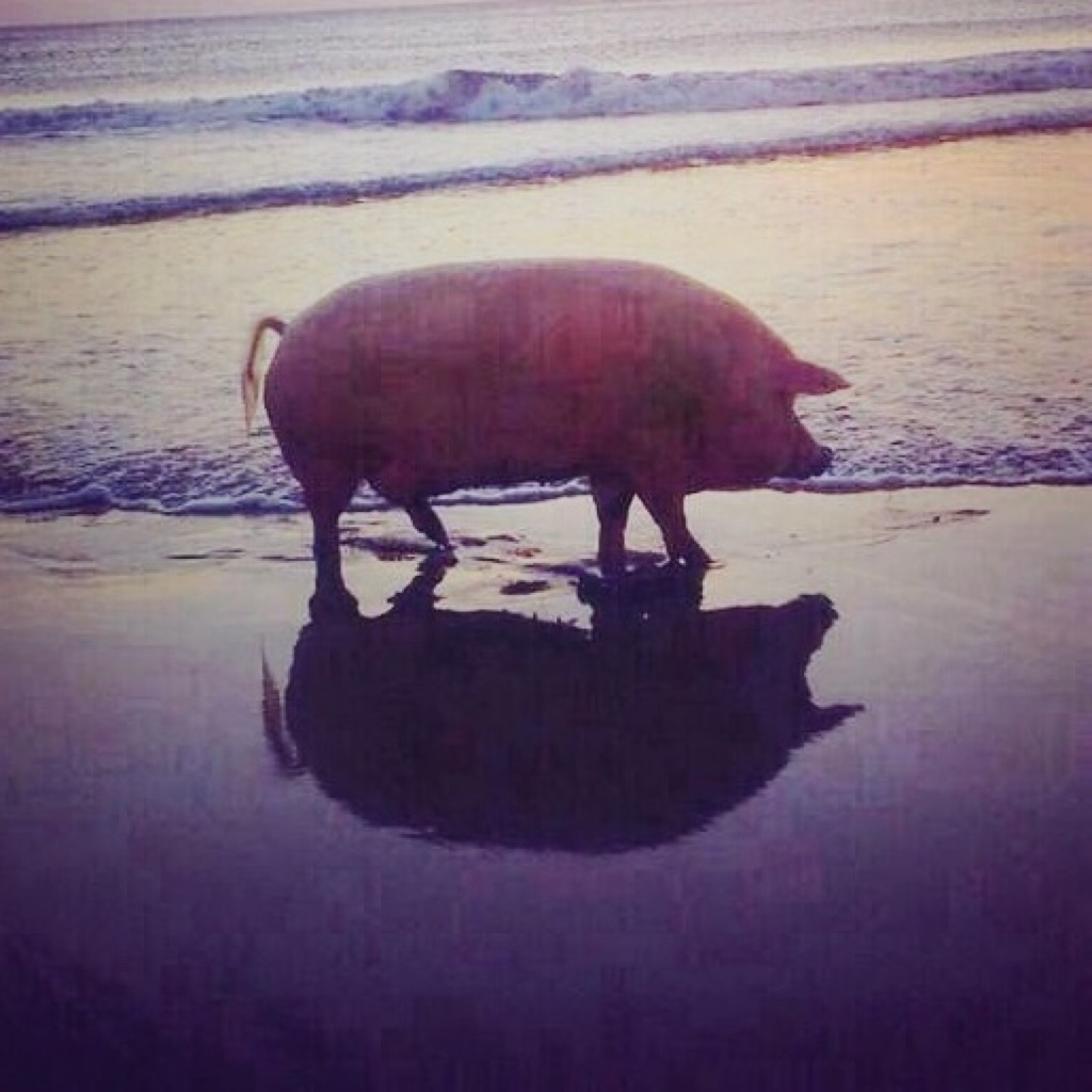 AppleMusic profile picture for @pigs