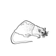 Listen to Brand New Rat, watch music videos, read bio, see tour dates & more!