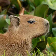 Surrounded By Capybarasを聴いたり、ミュージックビデオを鑑賞したり、経歴やツアー日程などを確認したりしましょう！