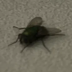 Listen to DC, watch music videos, read bio, see tour dates & more!