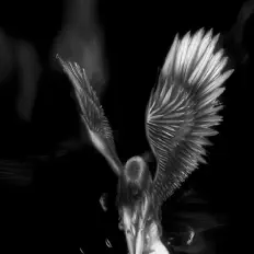 Ouve ang3lx, vê vídeos de música, lê a biografia, vê as datas da digressão e muito mais!