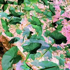 Escucha a Elephant Ears, mira vídeos musicales, lee la biografía, consulta fechas de giras y mucho más.