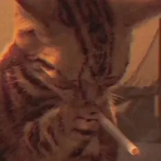 Posłuchaj wykonawcy Kattfilmz, obejrzyj teledyski, przeczytaj biografię, zobacz daty tras koncertowych i nie tylko!