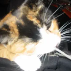 Listen to Fat, Evil Children, watch music videos, read bio, see tour dates & more!